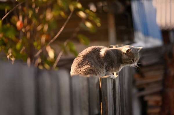 house Cat on a fence