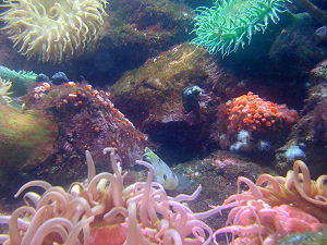 New England Aquarium Fish