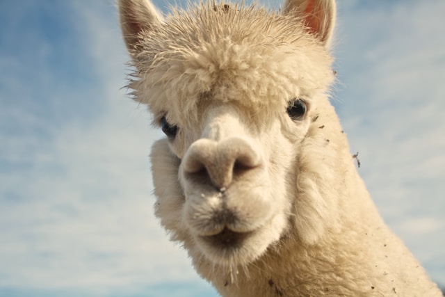 White Alpaca. Image by Unsplash