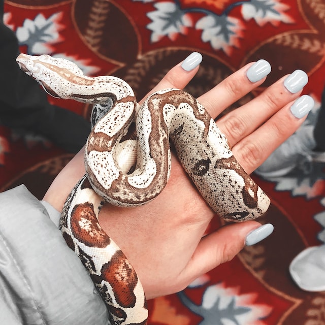 peson holding a snake