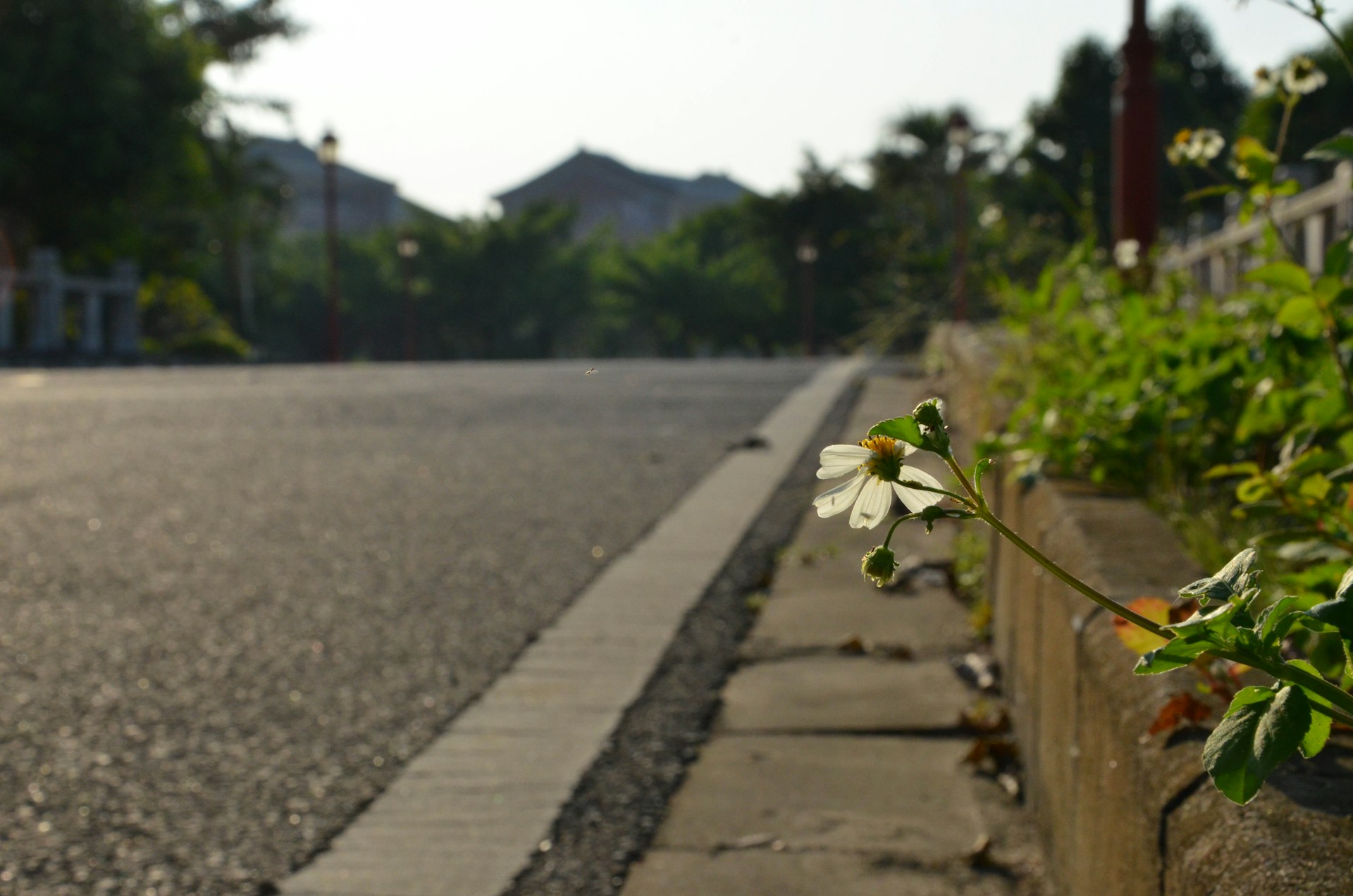 A small white flower sitting on the side of the road. Image by Unsplash