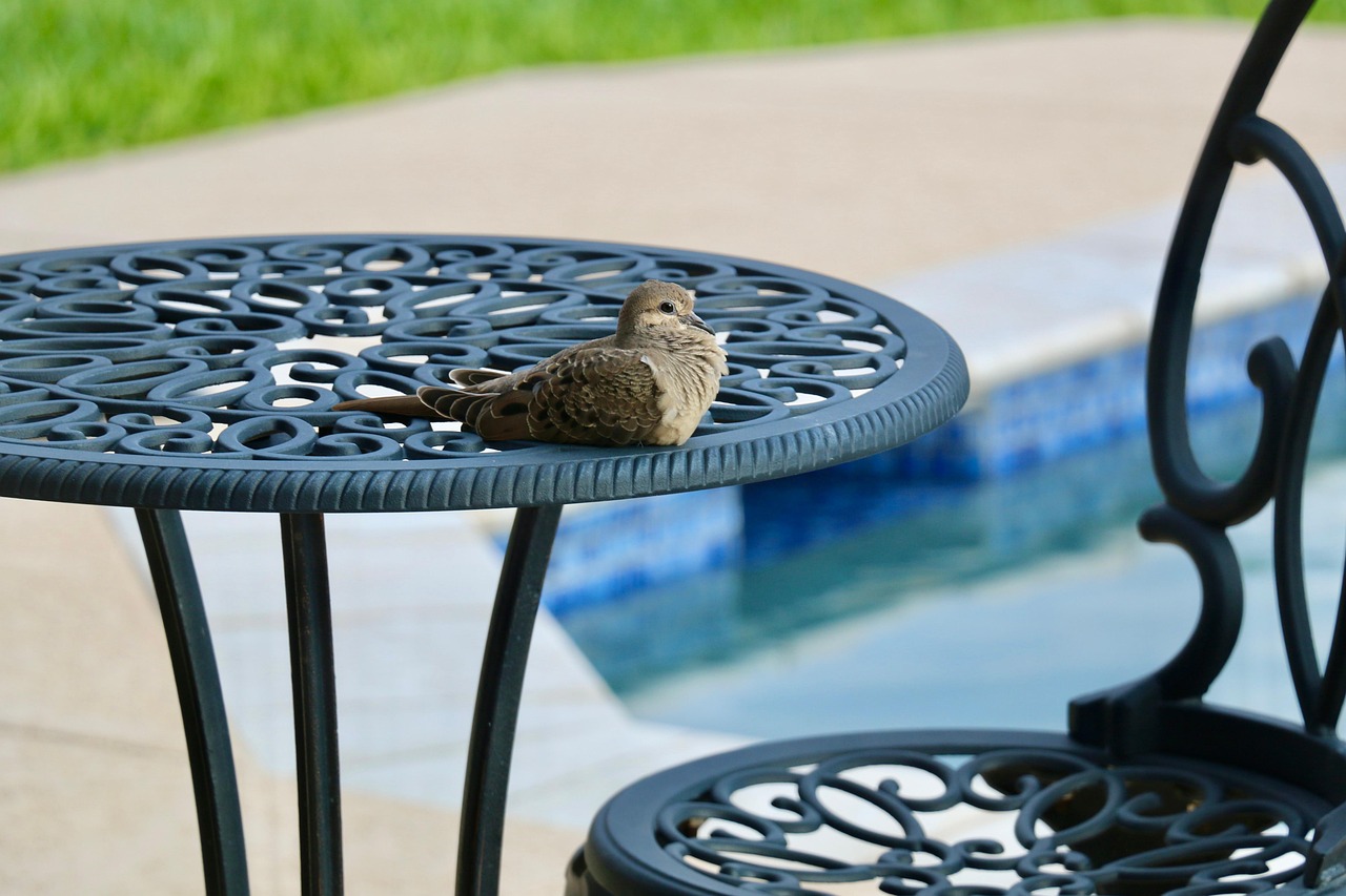 A dove on an outdoor table by a pool. Image by Pixabay