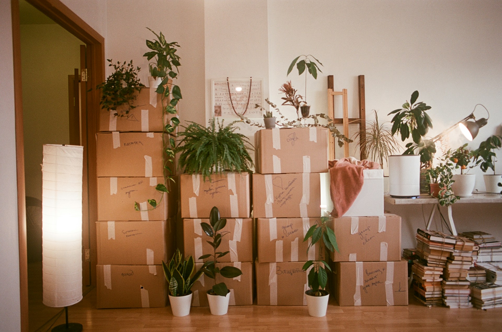 Moving boxes and plants. Image by Unsplash