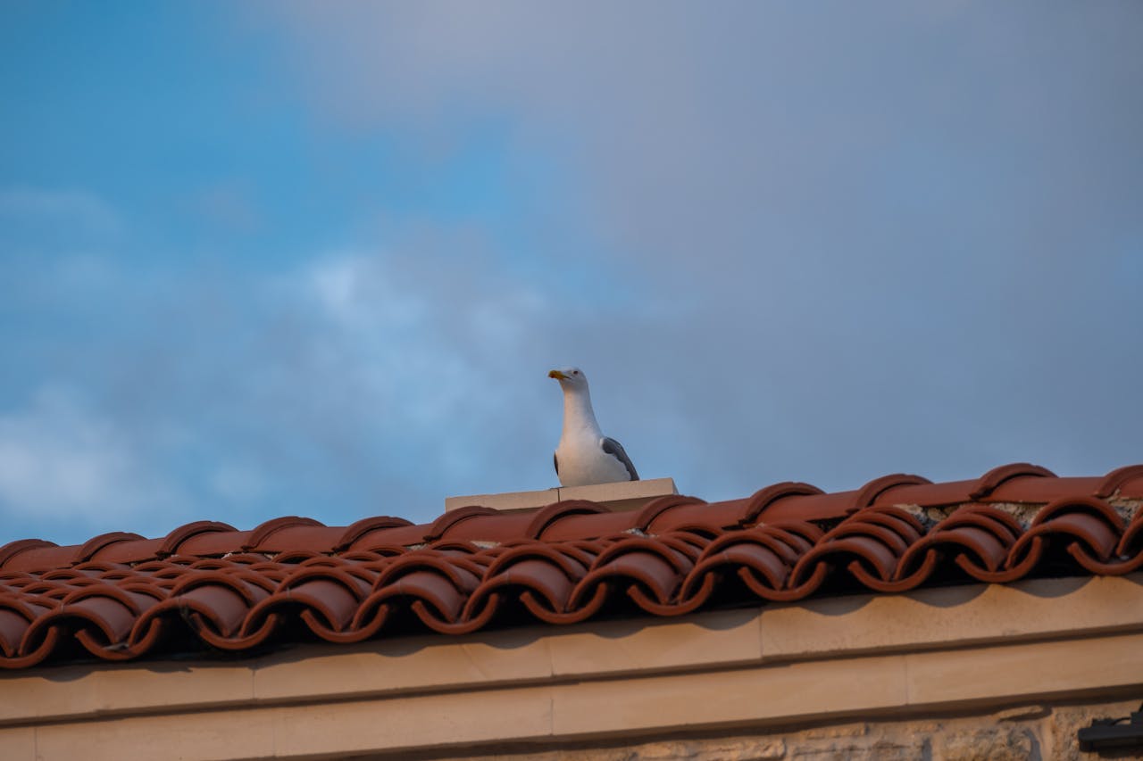 Seagull on a red roof. Image by Pexels