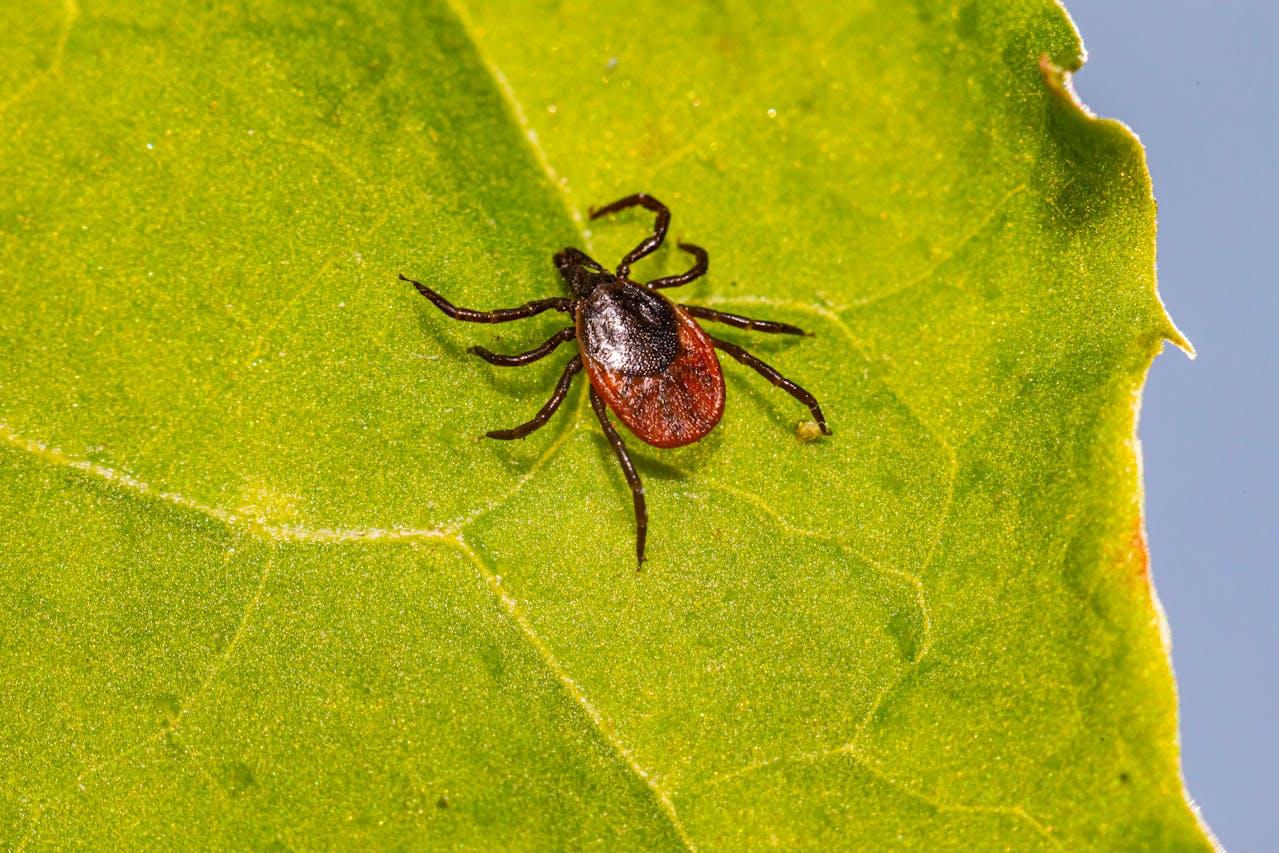 A deer tick crawling on a green leaf. Image by Pexels