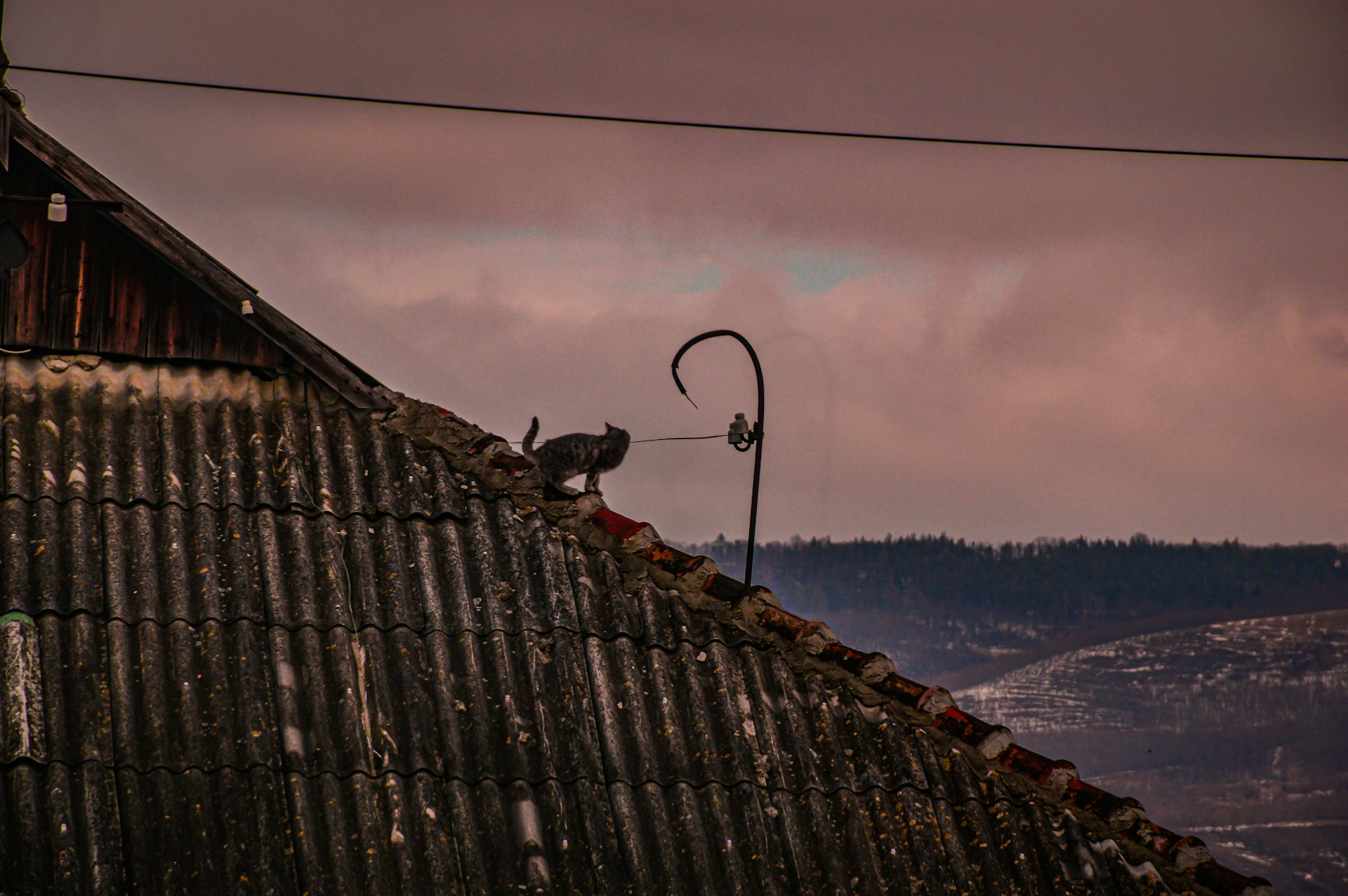 Cat on top of a roof.