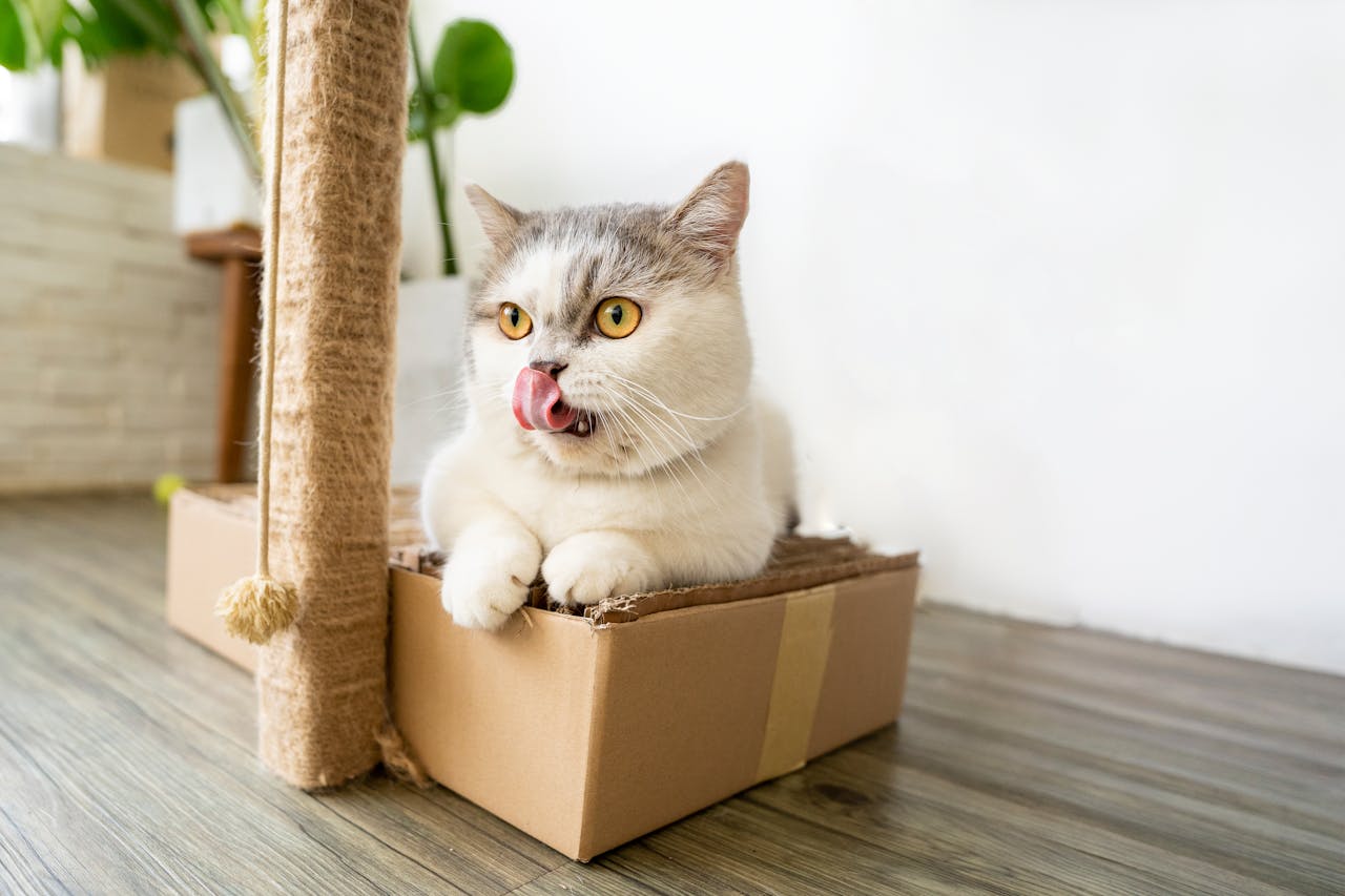 Cat in a box. Image by Pexels