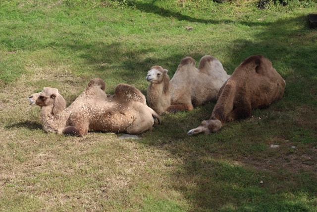Southwick zoo, Mendon. Camels
